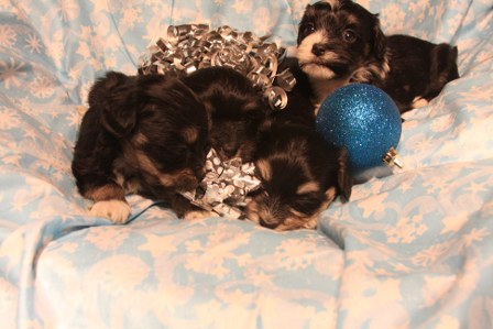 havanese-puppies